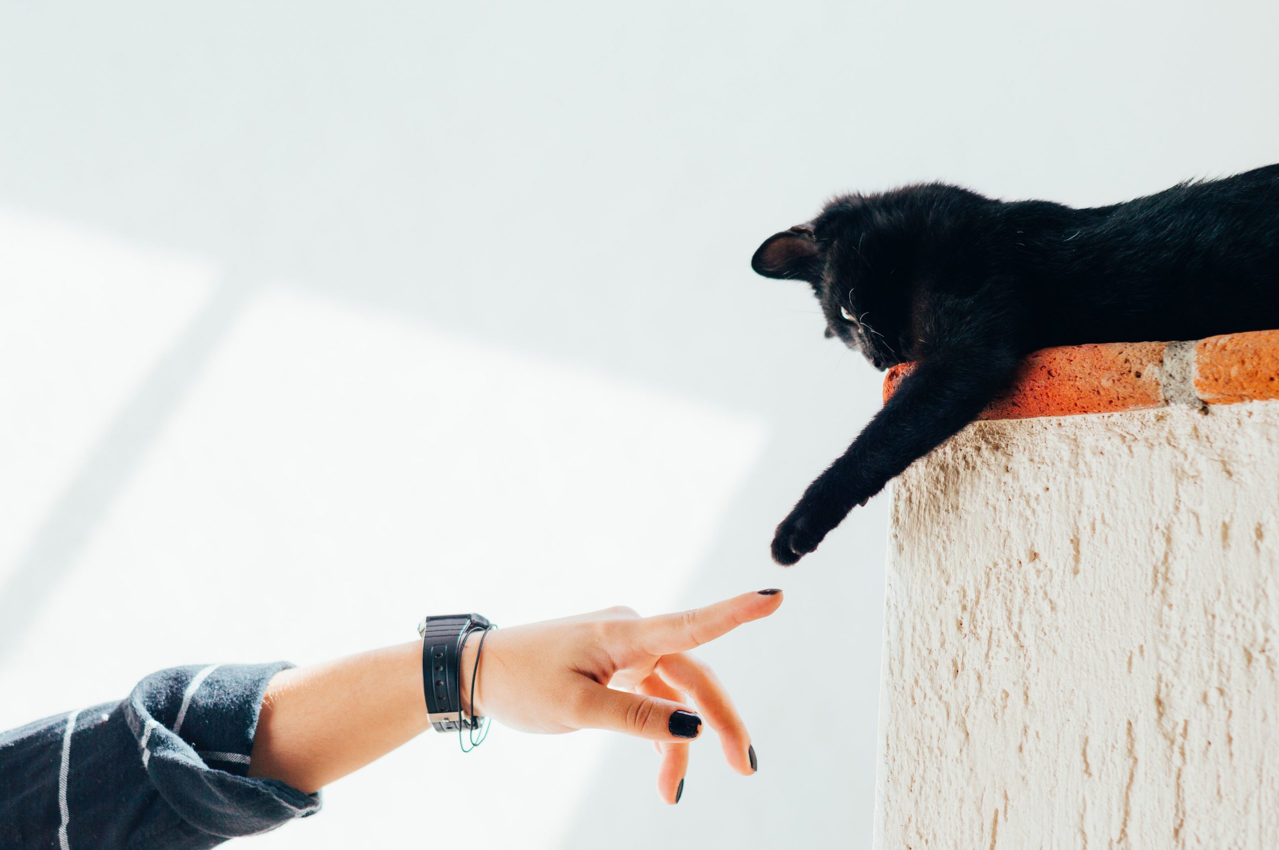 Cane visitato con attenzione